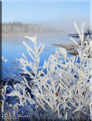 Hoar Frost In A Different Format