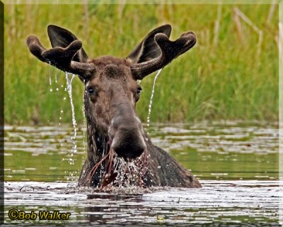 Moose Munches