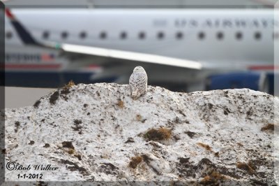 Airport Snowy Owl
