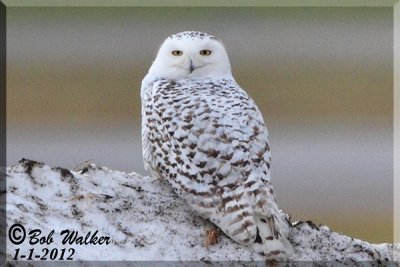 The Airport Female Type Snowy Owl Watches Me.  Please Read Below.