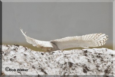 The Airport Snowy Owl Flies From It's Perch In Pursuit Of Food