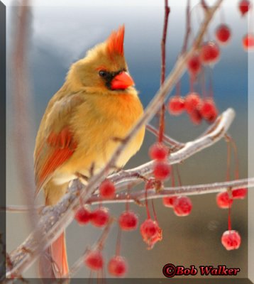 A Female Cardinal