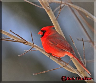 A Winter  Male Northern Cardinal