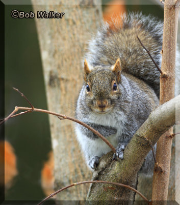 The Grey & Red Squirrel Gallery