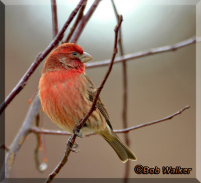 Purple Finch With A Halo