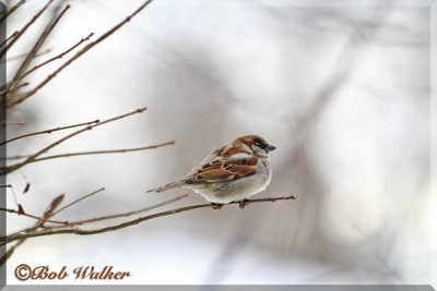 A House Sparrow Out On A Limb