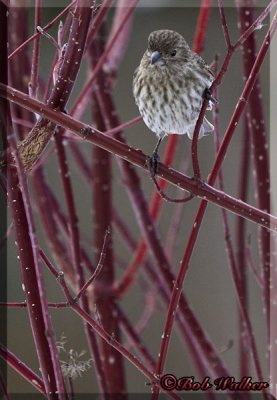 A Young House Sparrow In The Bushes 