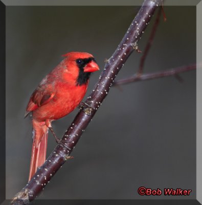 A Winter  Male Northern Cardinal