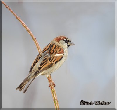 The House Sparrow A Common Visitor