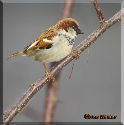 Yet Another House Sparrow