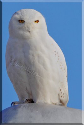 One Older Male Type Snowy Owl Perched On One Of Many Lamp Post At Our Airport 
