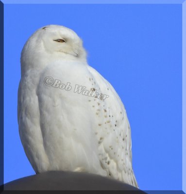 Snowy Owl Again Perched On A Lamp Fixture