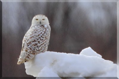 A Female Type Snowy Owl On An Outcrop Of Snow