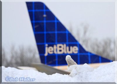 Hmmm, JetBlue