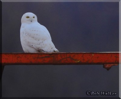A Male Type  Snowy Owl Perched On A Metal Construction Structure