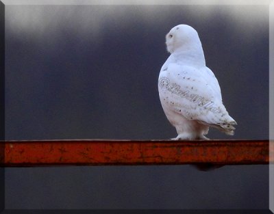 A Male Type Snowy Owl Standing Up On The Metal  Structure