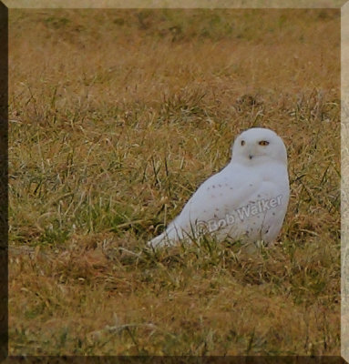 Male Type Snowy Owl Patiently Waits In Field Sometimes for Hours On End