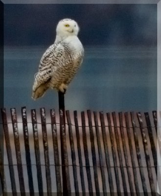The Female Type Snowy Owl Was Posturing Just Before It Took Off To Capture It's Prey