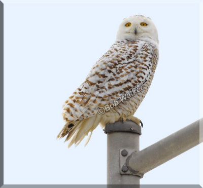 The Female Type Snowy Owl Positioned It's Self On  A Lamp Post By A Security Outpost