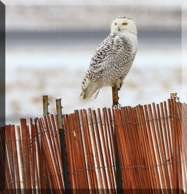 A Female Type Snowy Tries A Perch On A Snow Fence