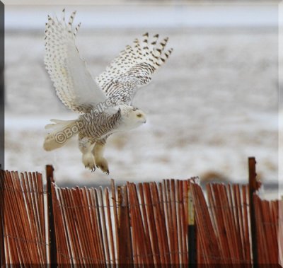 Female Snowy Owl Becoming Air Bound