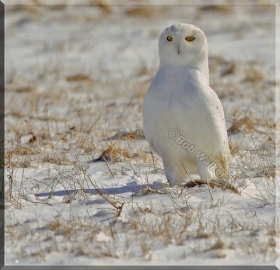 A Young Male Snowy Out In The Field At Our Airport
