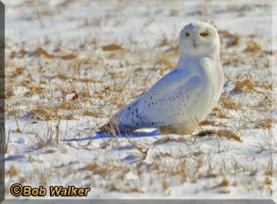 The Male Snowy Was Always Vigilant While He Walked Around The Field