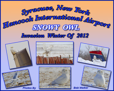Snowy Owls At Syracuse, New York's International  Hancock Airport Gallery