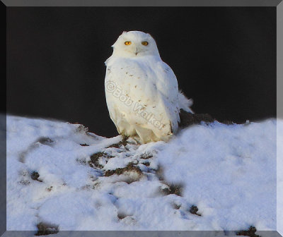One Elderly Male Snowy Owl On A Very Blustery Afternoon Day