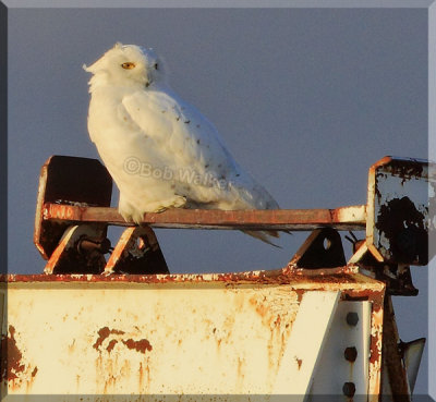 A Male Snowy Owl On A Piece Of Airport Equipment