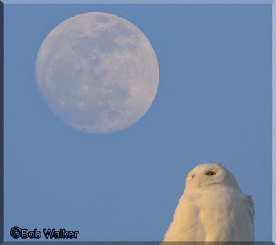 Sunset And Moon Rise And A Male Snowy Owl Witness It All
