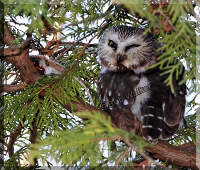 The Northern Saw-whet Owl With It's Happy Meal Laid Nearby 