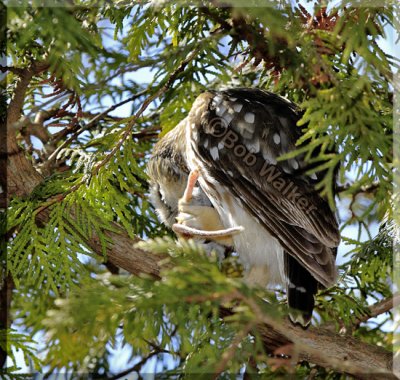 Saw-whet Owl Has His Prey Almost Ready To Digest