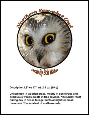 A Little Information On The Saw-whet Owl For You