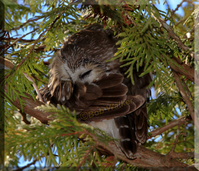The Northern Saw-whet Owl Discovered Resting