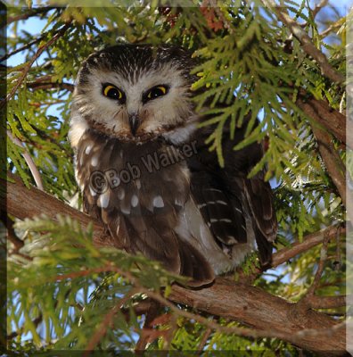 The Northern Saw-whet Owl (Aegolius acadicus)