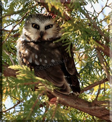 Saw-whet Owl Is Always Vigilant