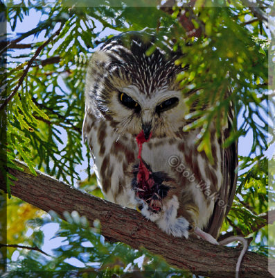 Saw-whet Owl Taking A Little At A Time