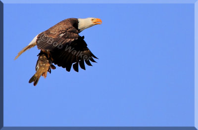 Ah, A Happy Meal For The Young Eaglets In The Air