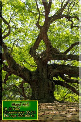 The Angel Oak Just Outside Charleston, South Carolina