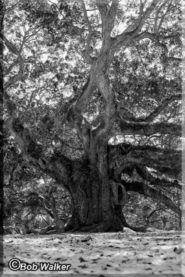 The Angel Oak Of Johns Island, South Carolina