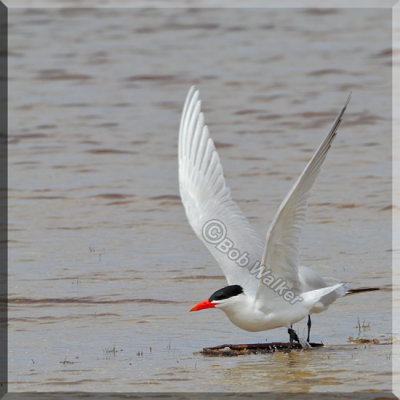 Caspian Tern Decided to Take Off On Me
