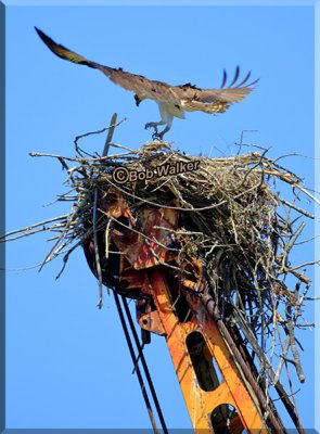 The Osprey's-Hovering Over The Nest For Another Attempt To Breed