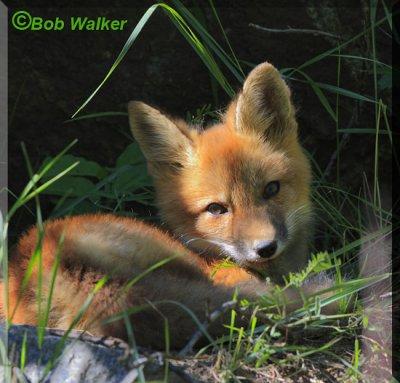 A Red Fox Kit Resting