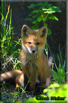 The Red Fox Kit Watches Me