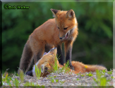 Fox Kits Play With One Another