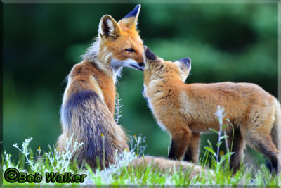 Mother Fox With Her Kit