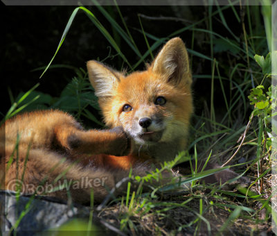 A Fox Kit With An Itch