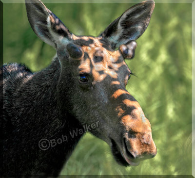 A Young Bull's Portrait