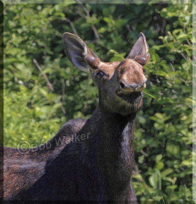 A Young Bull's Funny Expression